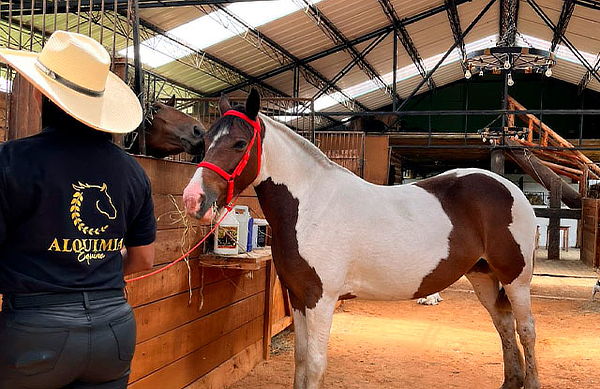 Constelaciones Familiares Asistidas con Caballos 