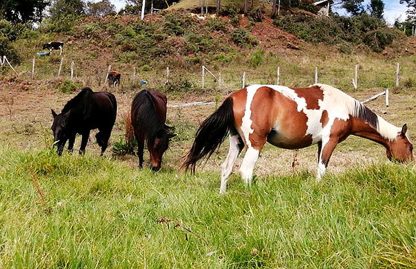 Constelaciones Familiares Asistidas con Caballos 