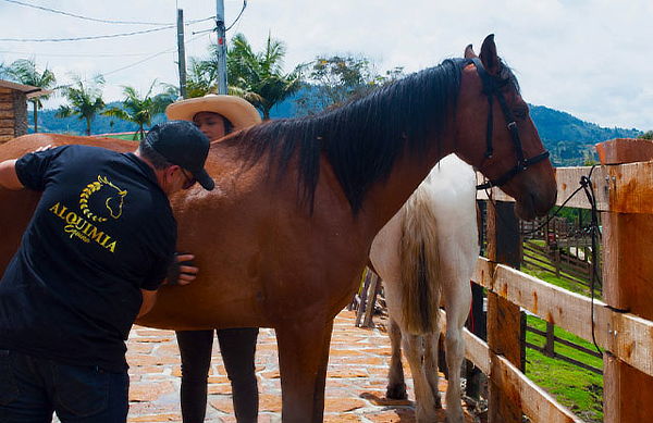 Constelaciones Familiares Asistidas con Caballos 