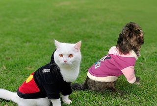 Buso Premium En Algodón Perchado Para Tu Mascota