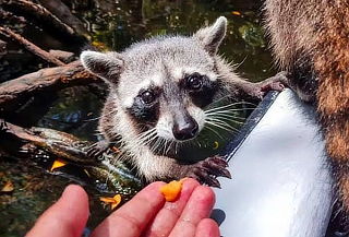 Cartagena: Tour Playa Tranquila + Manglares + Mapache 