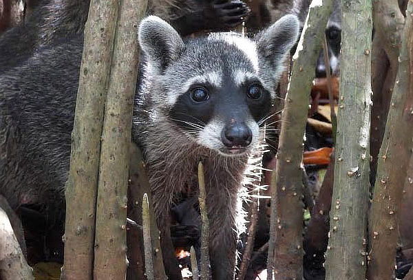 Cartagena: Tour Playa Tranquila + Manglares + Mapache 