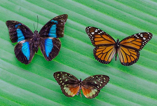 2 Entradas Bioparque Monarca Únete a la Maravillosa Aventura