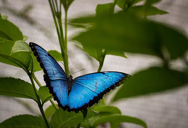 2 Entradas Bioparque Monarca Únete a la Maravillosa Aventura