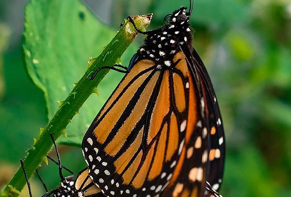 2 Entradas Bioparque Monarca Únete a la Maravillosa Aventura