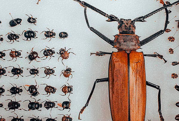 2 Entradas Bioparque Monarca Únete a la Maravillosa Aventura