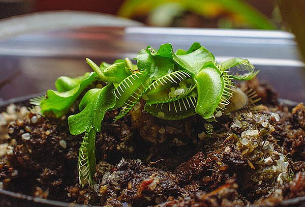 2 Entradas Bioparque Monarca Únete a la Maravillosa Aventura