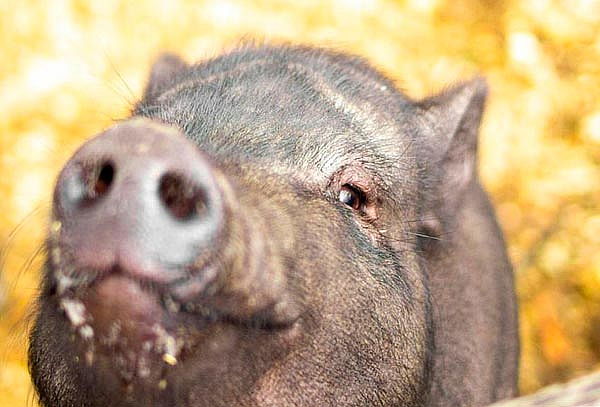 2 Entradas Bioparque Monarca Únete a la Maravillosa Aventura