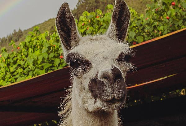 2 Entradas Bioparque Monarca Únete a la Maravillosa Aventura