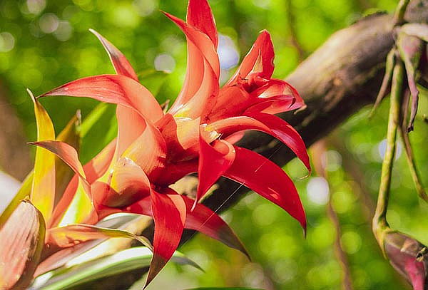 2 Entradas Bioparque Monarca Únete a la Maravillosa Aventura