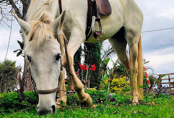 Plan para 2: Entrada + 2 Fuertes a la Parrilla + Bebidas 