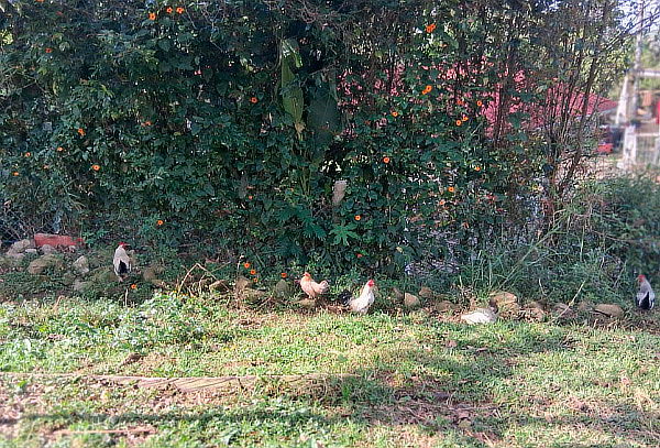 Alojamiento en Zona de Camping - Silvania