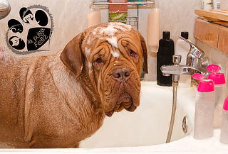 Baño Completo Vip para tu Perro en Cedritos