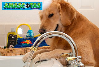Baño Espumoso para Perros en Cedritos