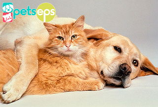 Afiliación EPS para Perros y Gatos 