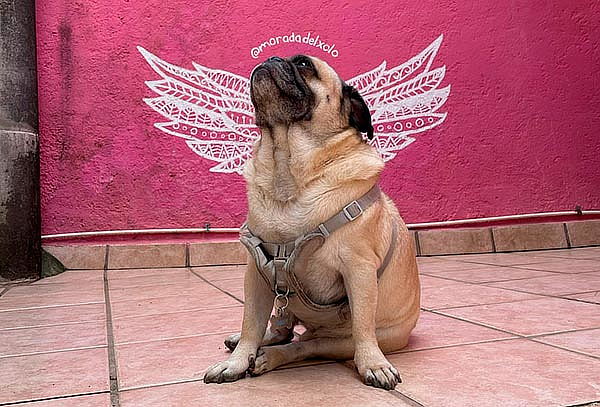 1 o 2 Noches para 2 + mascota en Morada del Xolo, Tepoztlán.