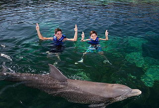 Nado con delfines en tu lugar favorito: Splash o Ride