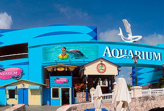 Aquarium interactivo Cancún: nado con delfines, ¡Asómbrate!