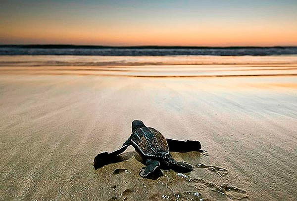 Día de playa en Tecolutla con Transportación y más
