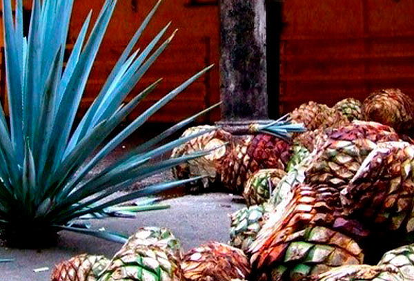 Pueblo Mágico Tequila: Aventura Tapatía 2D/1N