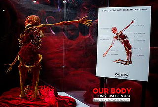 ¡Últimos días! Our Body: El Universo dentro ¡cuerpos reales!