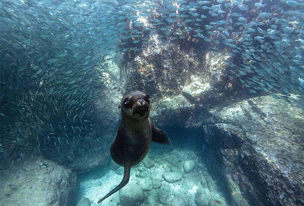 Tour Avistamiento de Ballenas en Cabos San Lucas