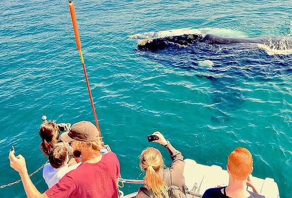 Tour Avistamiento de Ballenas en Cabos San Lucas