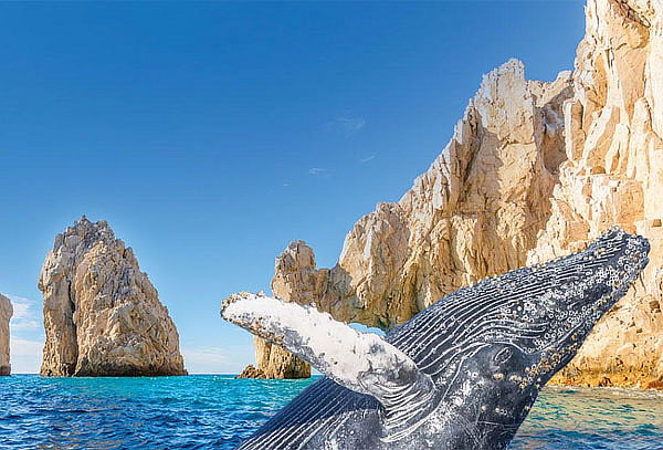 Tour Avistamiento de Ballenas en Cabos San Lucas