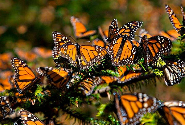 MARIPOSA MONARCA + Valle de Bravo & más, elige fecha 