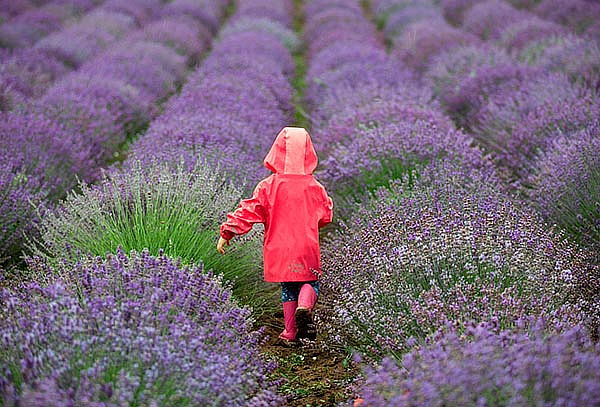 Cultivos de LAVANDA + VALQUIRICO ¡Fecha a elegir!