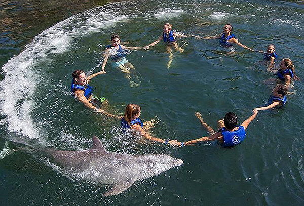 Nado con delfines en tu lugar favorito: Splash o Ride