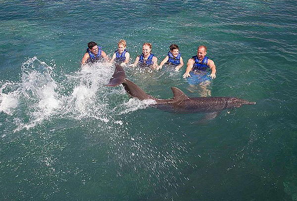 Nado con delfines en tu lugar favorito: Splash o Ride