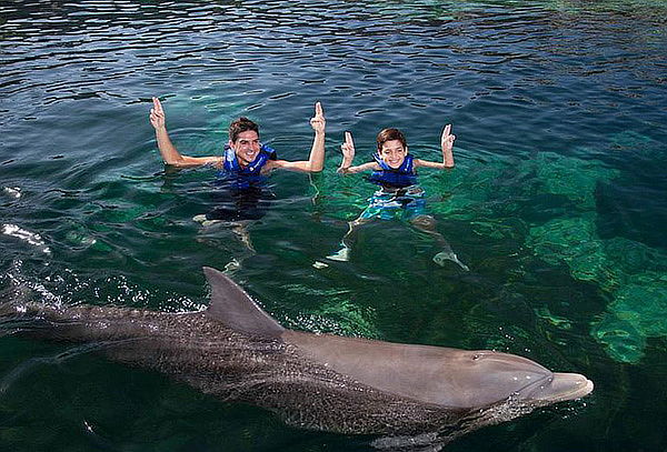 Nado con delfines en tu lugar favorito: Splash o Ride