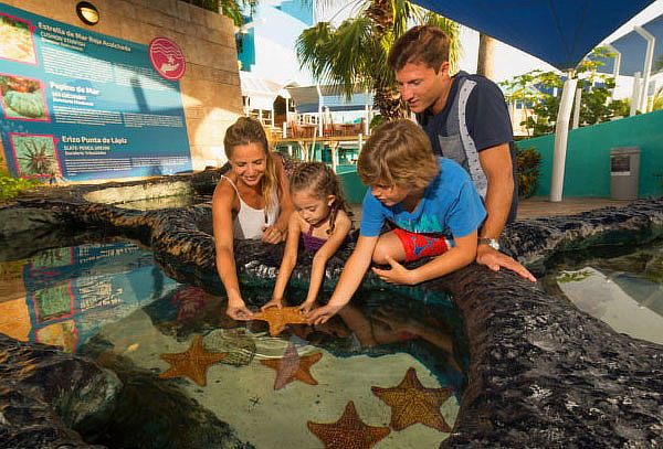 Aquarium interactivo Cancún: nado con delfines, ¡Asómbrate!