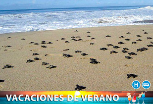 Liberación de Tortugas en Tecolutla, 2Días desde 1,799MXN