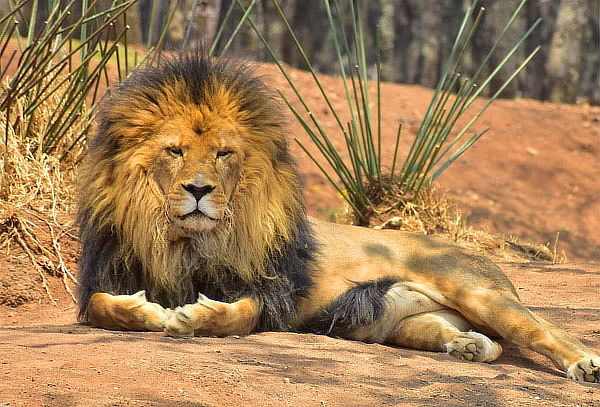 Acceso a Bioparque el Safari más Grande de México