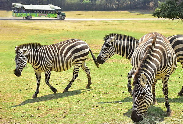 Acceso a Bioparque el Safari más Grande de México