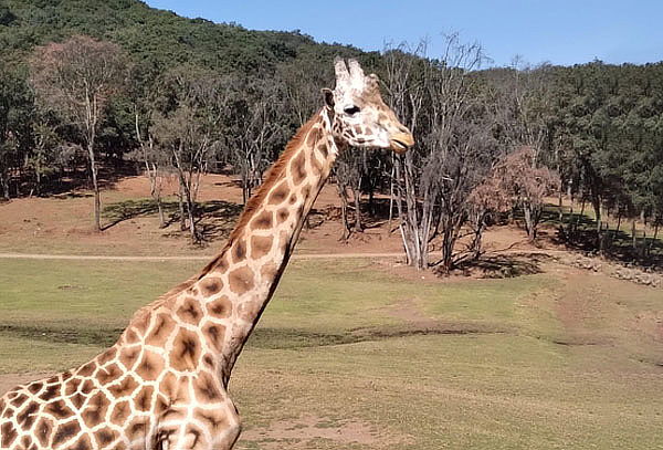 Acceso a Bioparque el Safari más Grande de México