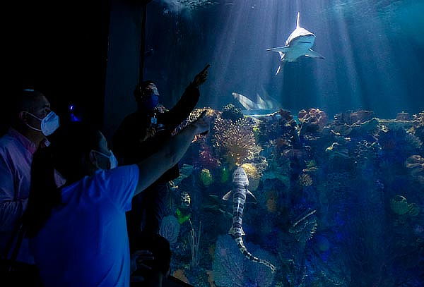 Acuario Interactivo Inbursa + Fila Preferencial + Expo