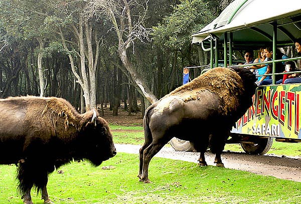 Acceso a Bioparque el Safari más Grande de México