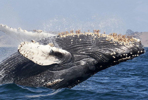 Tour Avistamiento de Ballenas en Cabos San Lucas