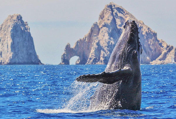 Tour Avistamiento de Ballenas en Cabos San Lucas