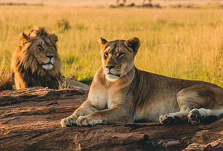 Recorrido mágico: Africam Safari + El Pueblo de Onix