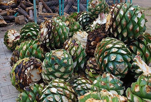 Tesoros de Oaxaca: Monte Albán, Hierve el agua y mezcal