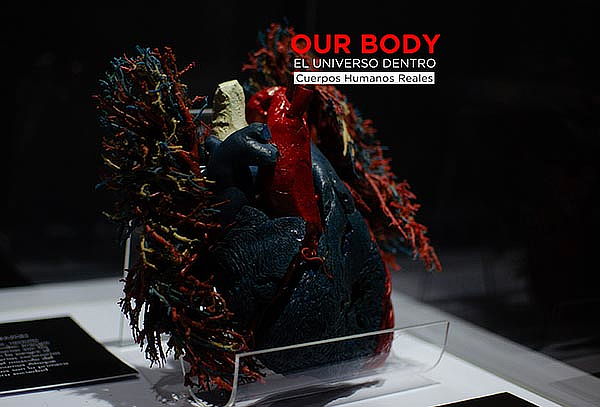 Our Body: El Universo dentro ¡cuerpos reales!