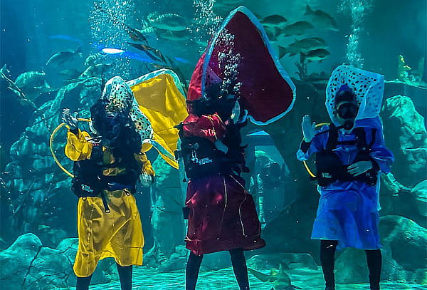 Acceso General a Acuario Michin ¡Maravillas del mar en CDMX!