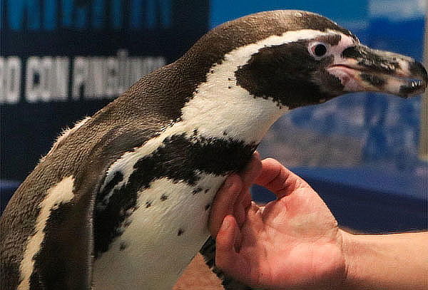 Acceso General a Acuario Michin ¡Maravillas del mar en CDMX!