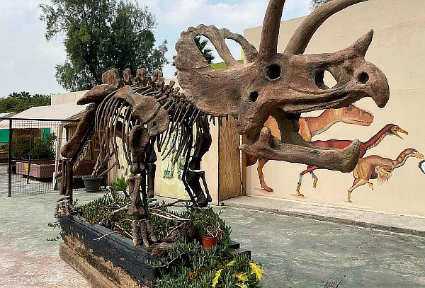 Acceso a ZooAventuras Aragón ¡Tren+ Herpetario + Dinoexcava!