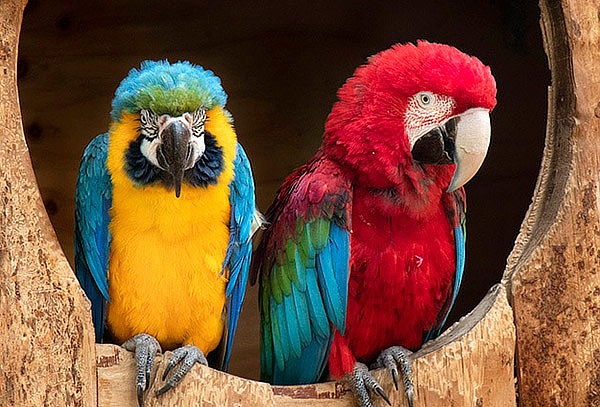 Entrada a Rancho Mágico: 5 Zonas Temáticas ¡1600 ejemplares!