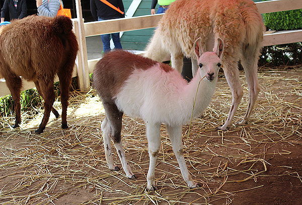 Entrada a Rancho Mágico: 5 Zonas Temáticas ¡1600 ejemplares!